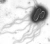 a scanning electron micrograph of a Salmonella bacterium